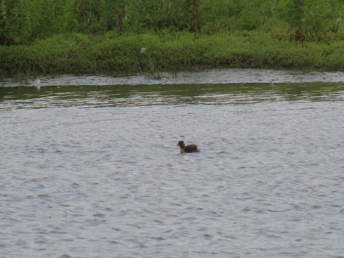 Little Grebe - ML642220249
