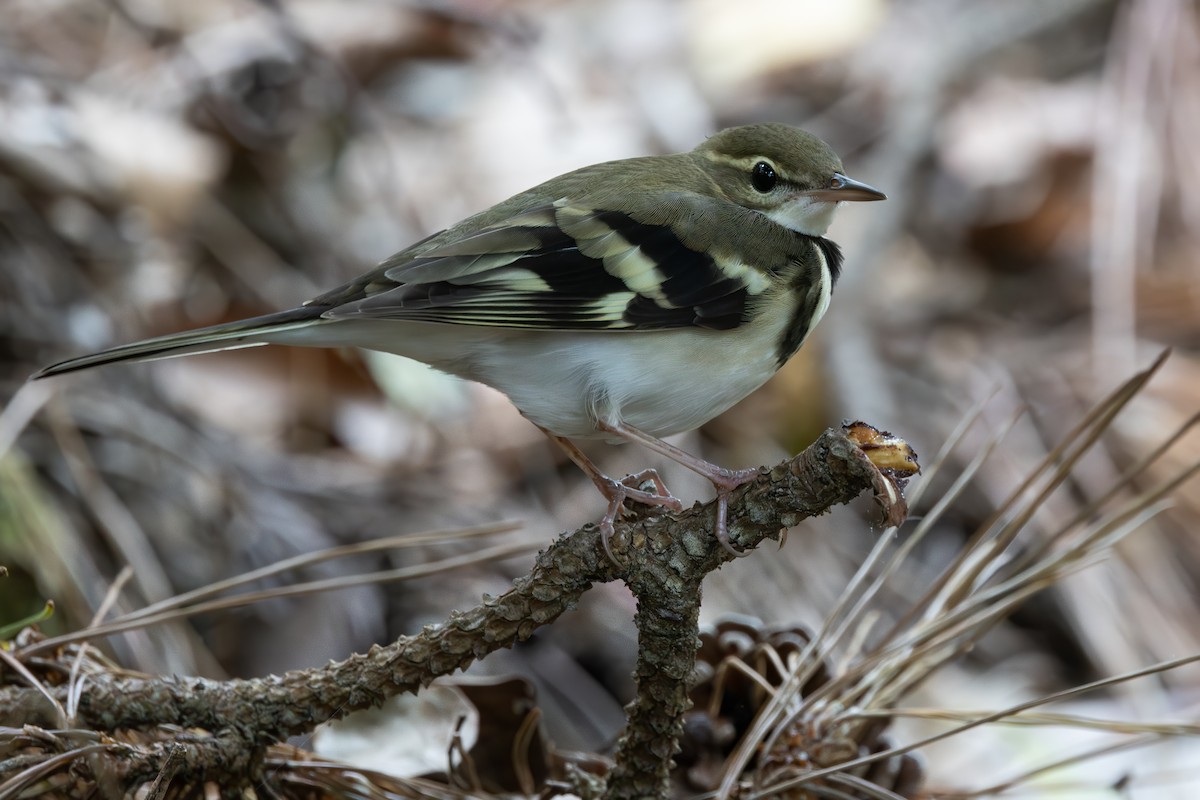 Forest Wagtail - ML642220251