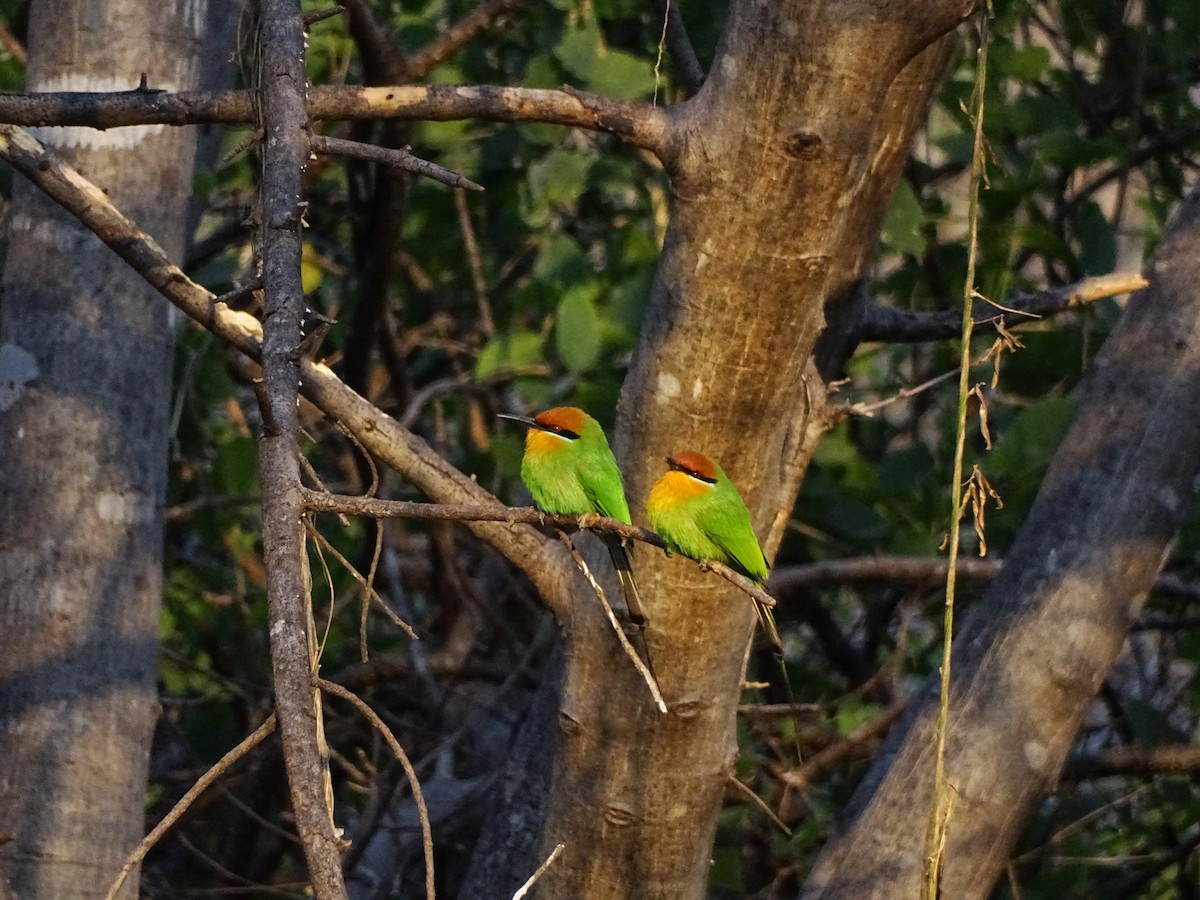 Böhm's Bee-eater - ML642220258