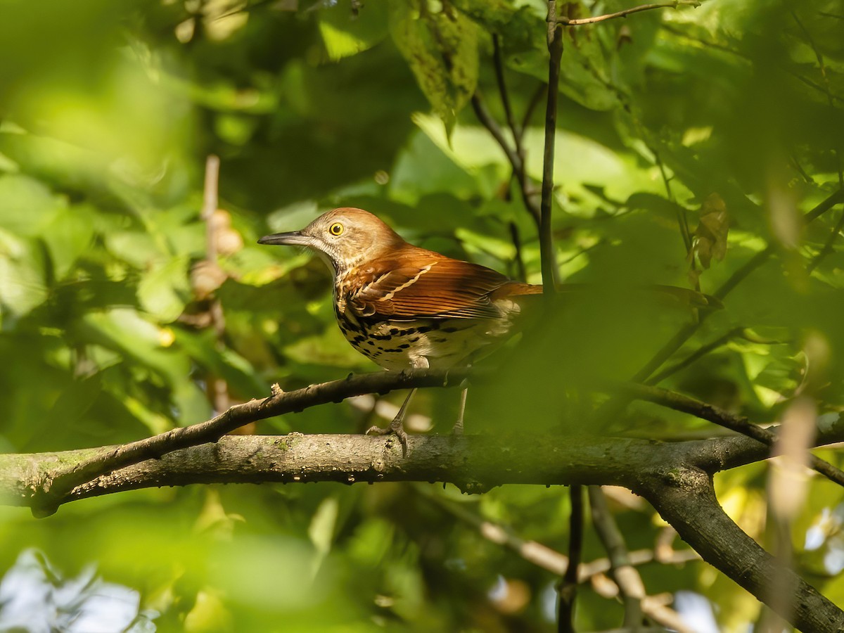 Brown Thrasher - ML642220277