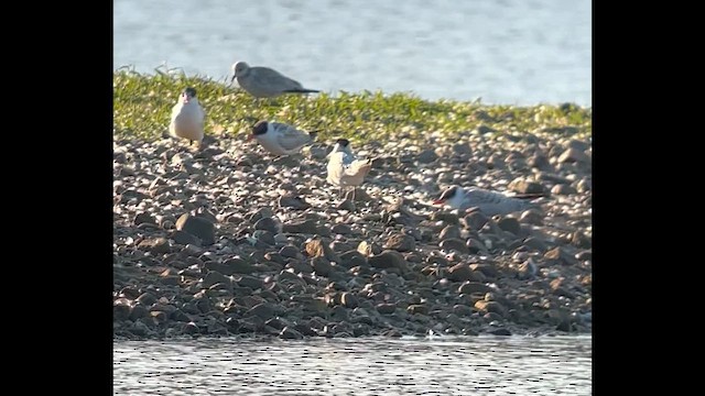 Caspian Tern - ML642220285