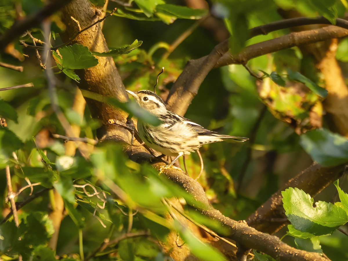 Black-and-white Warbler - ML642220296