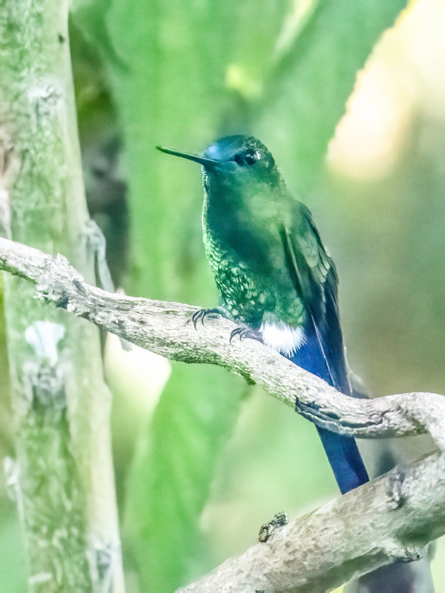 Sapphire-vented Puffleg - ML642220303