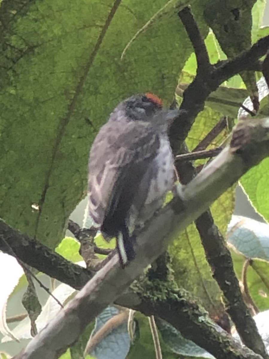 Ocellated Piculet - ML642220306