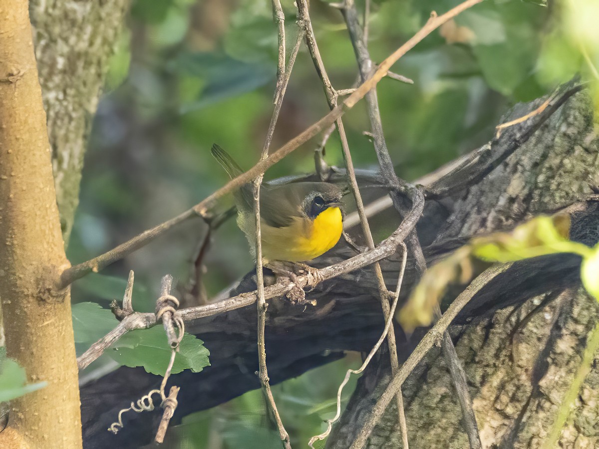 Common Yellowthroat - ML642220314