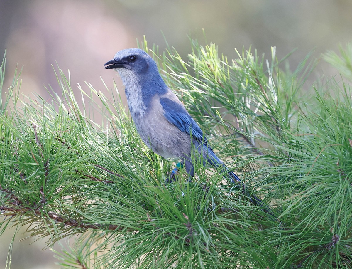 Florida Scrub-Jay - ML642220318