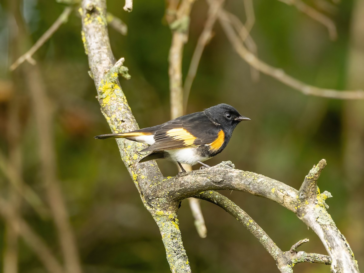American Redstart - ML642220327
