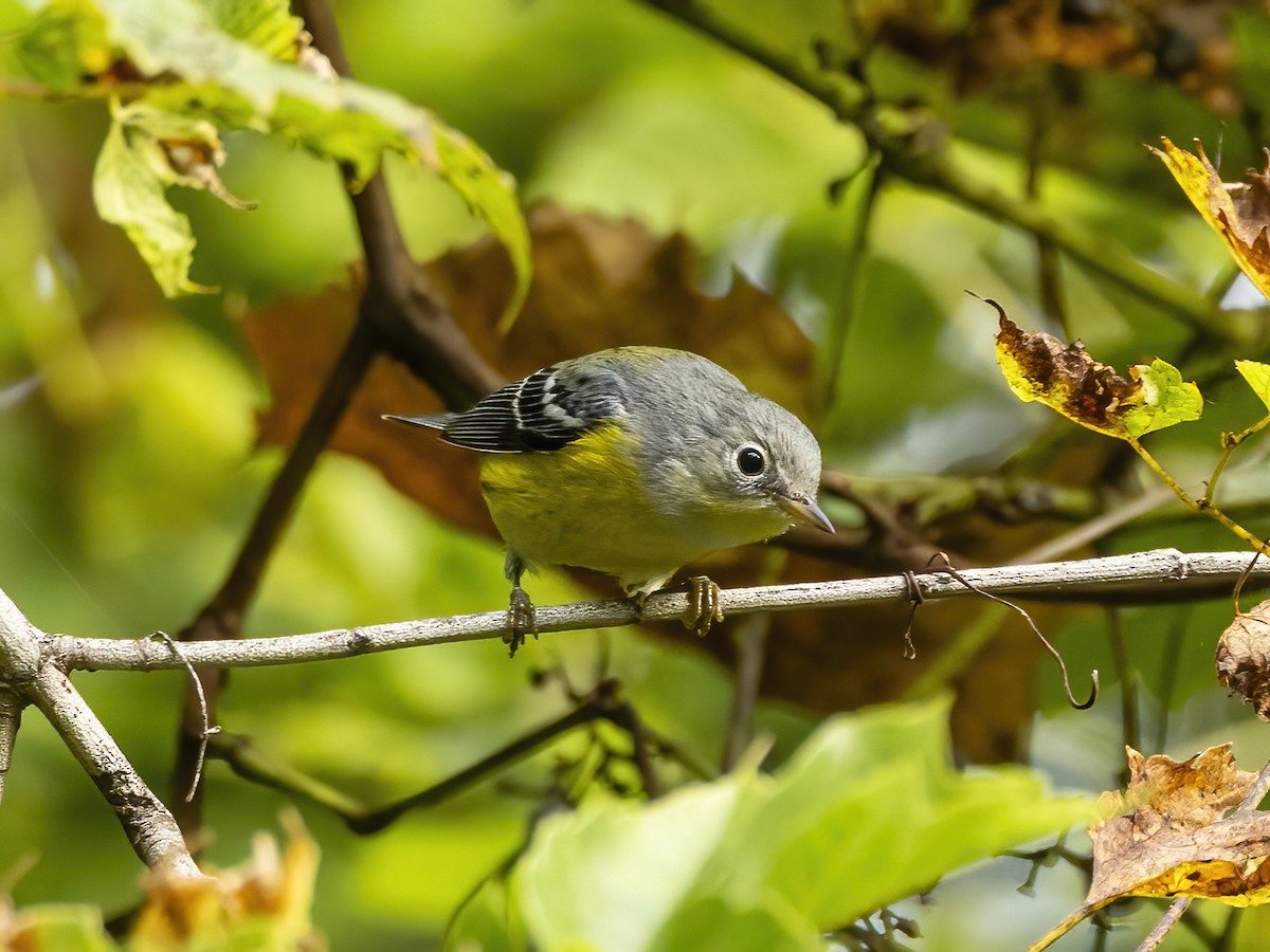 Magnolia Warbler - ML642220357