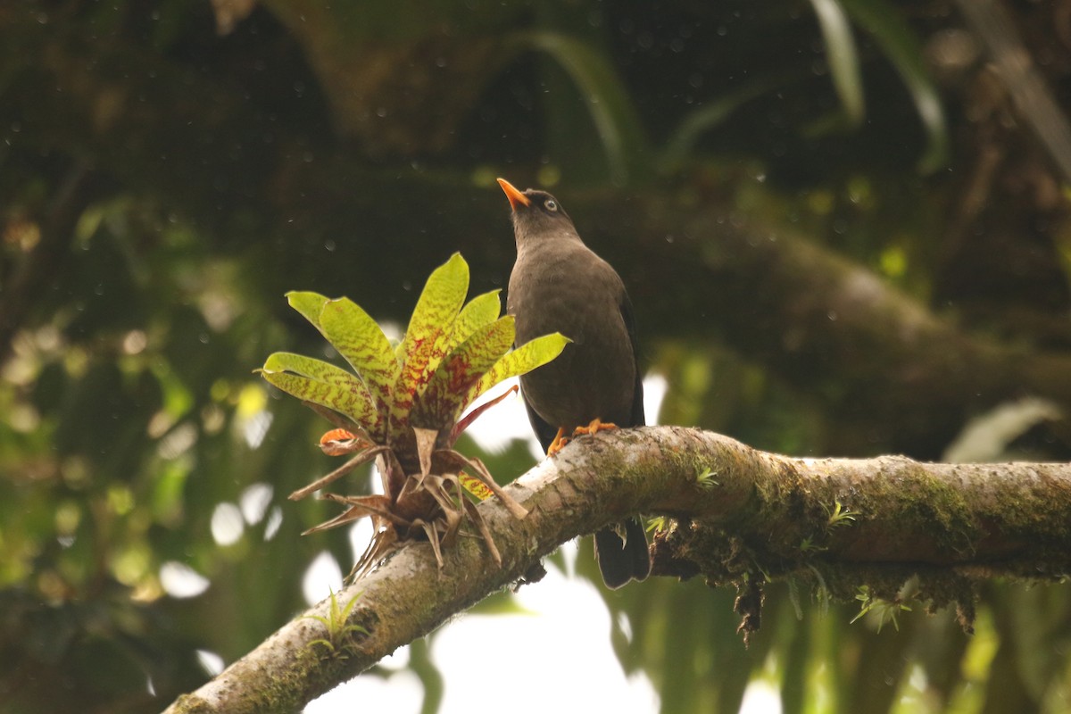 Sooty Thrush - ML642220358
