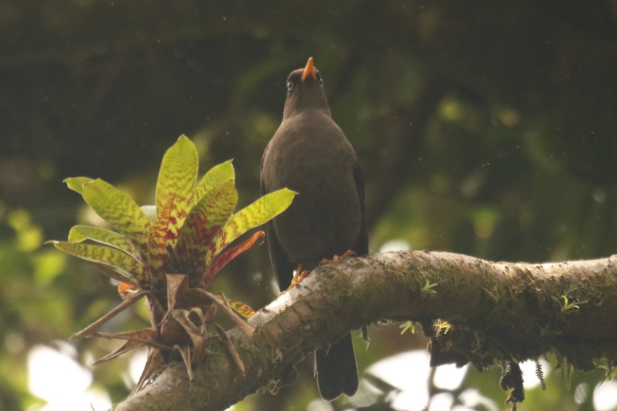 Sooty Thrush - ML642220359