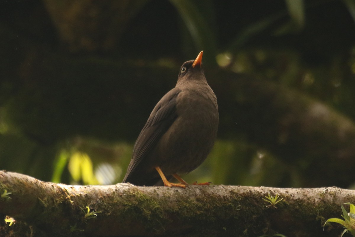 Sooty Thrush - ML642220360