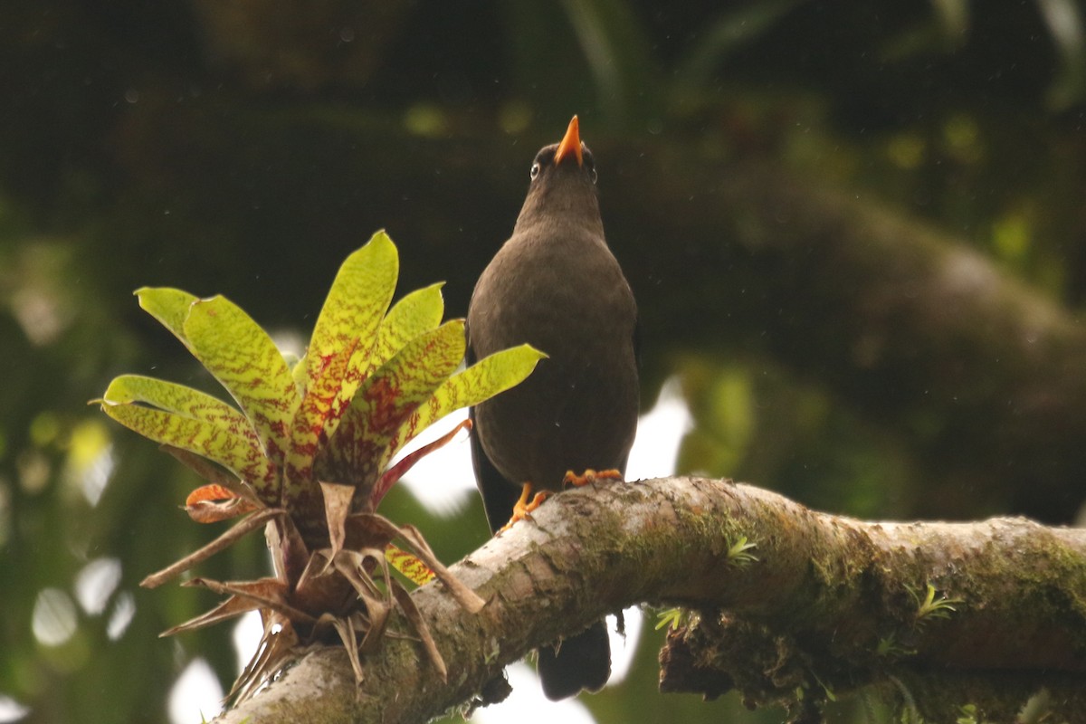 Sooty Thrush - ML642220361