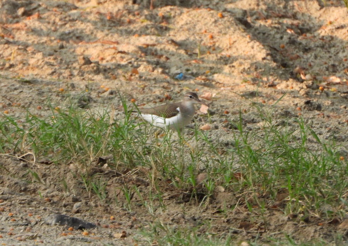 Spotted Sandpiper - ML642220367