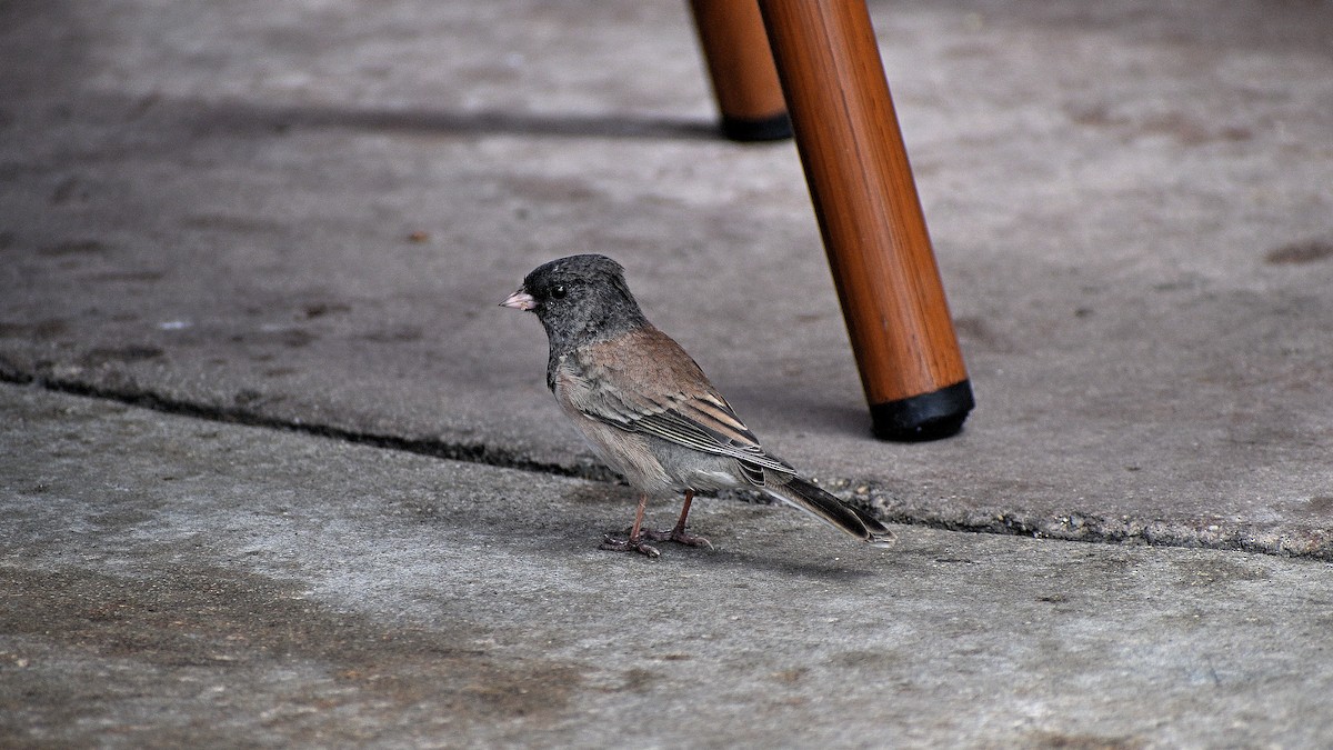 Dark-eyed Junco - ML642220369