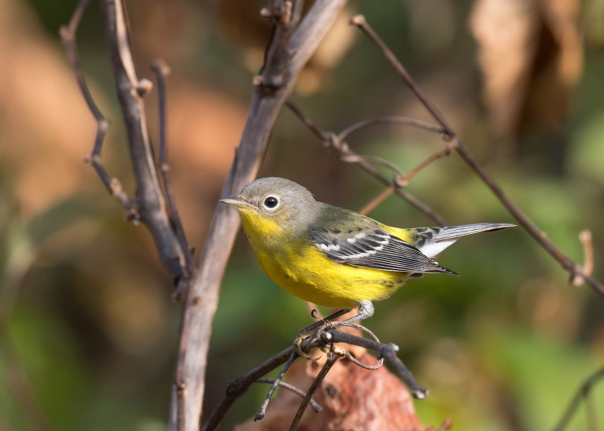 Magnolia Warbler - ML642220371
