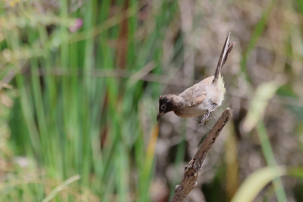 White-spectacled Bulbul - ML642220378
