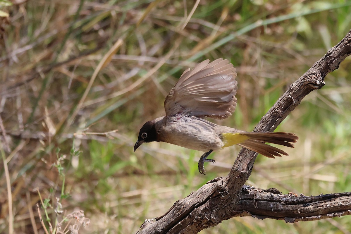 White-spectacled Bulbul - ML642220379