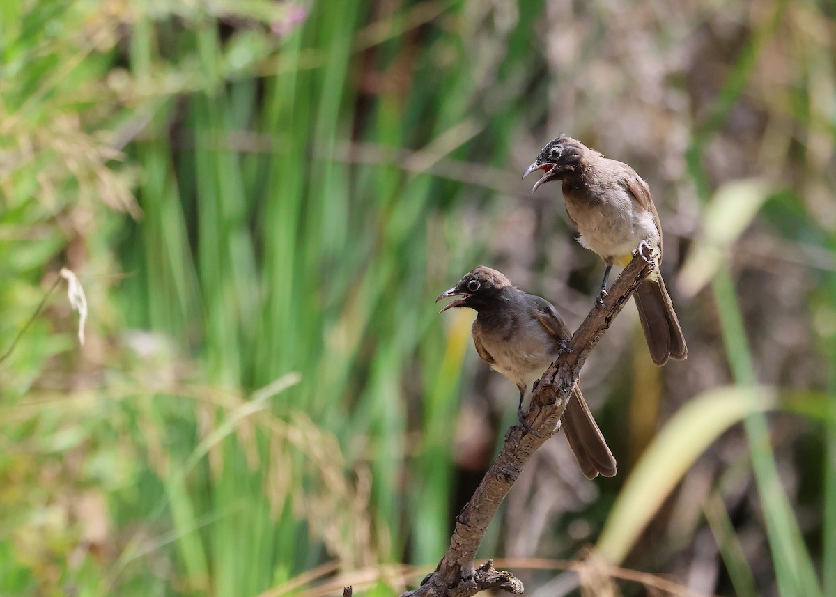 White-spectacled Bulbul - ML642220380