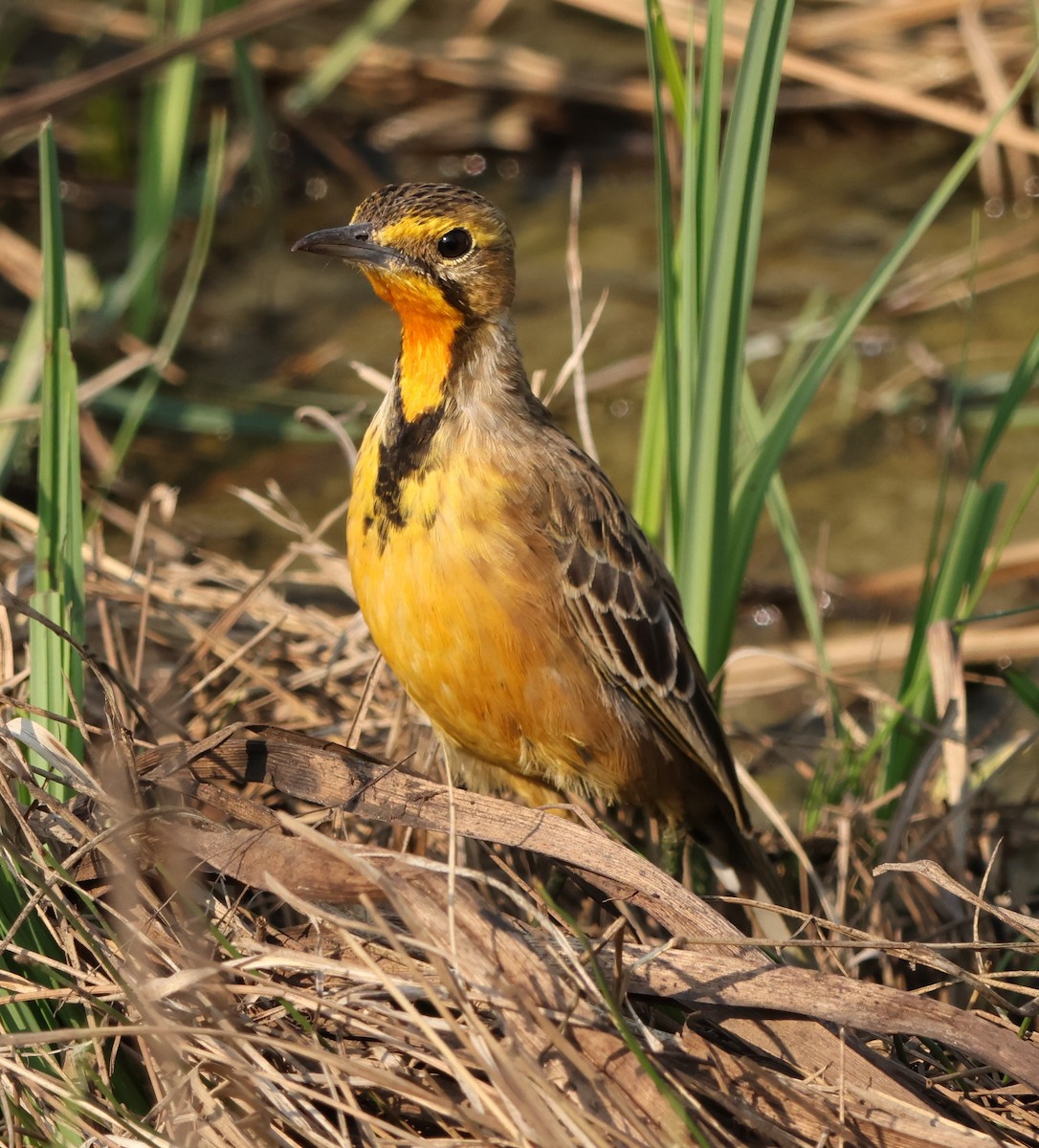 Orange-throated Longclaw - ML642220381