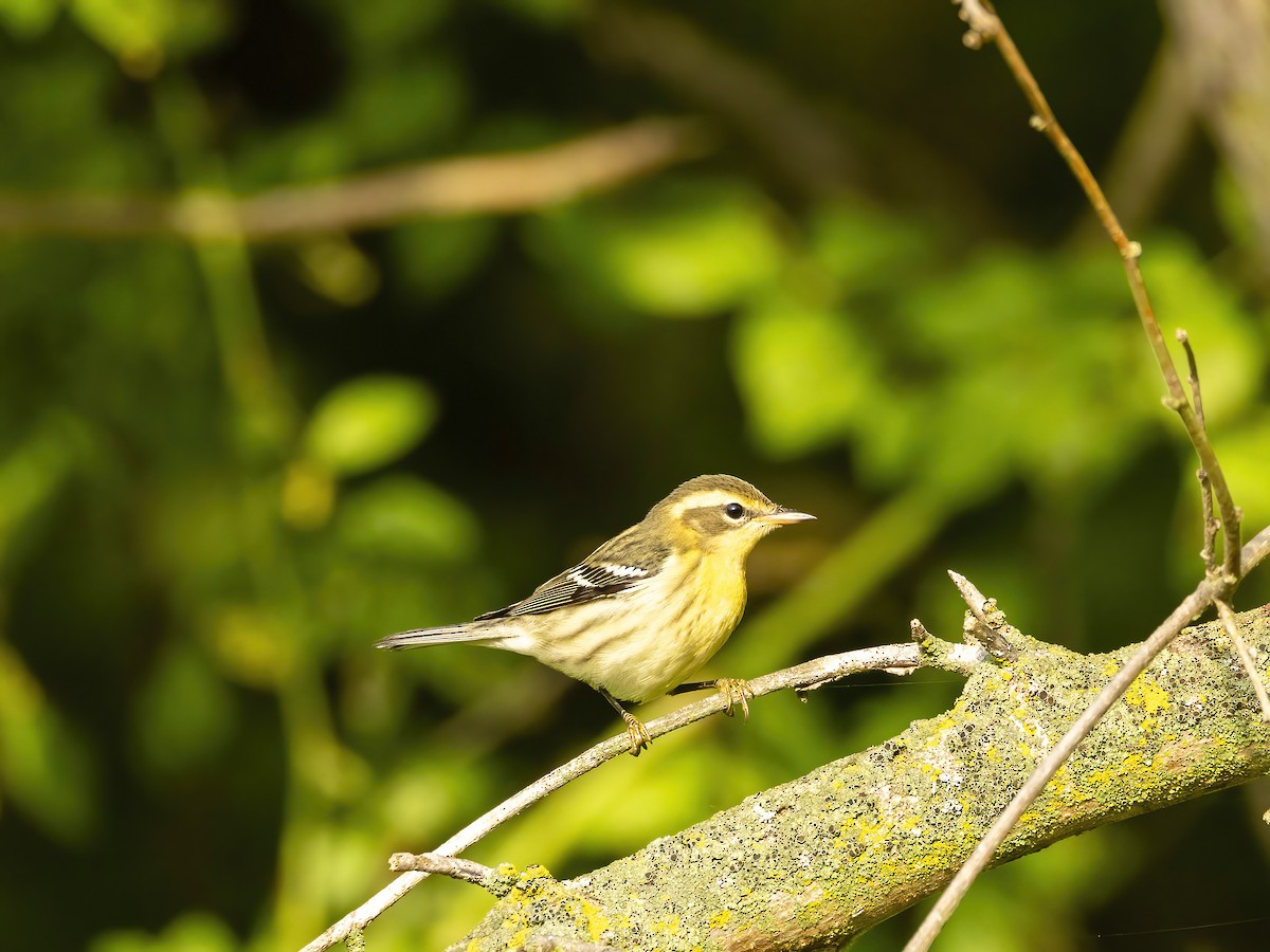 Blackburnian Warbler - ML642220382