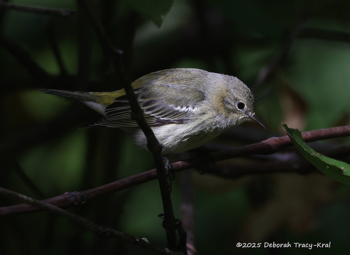 Cape May Warbler - ML642220383