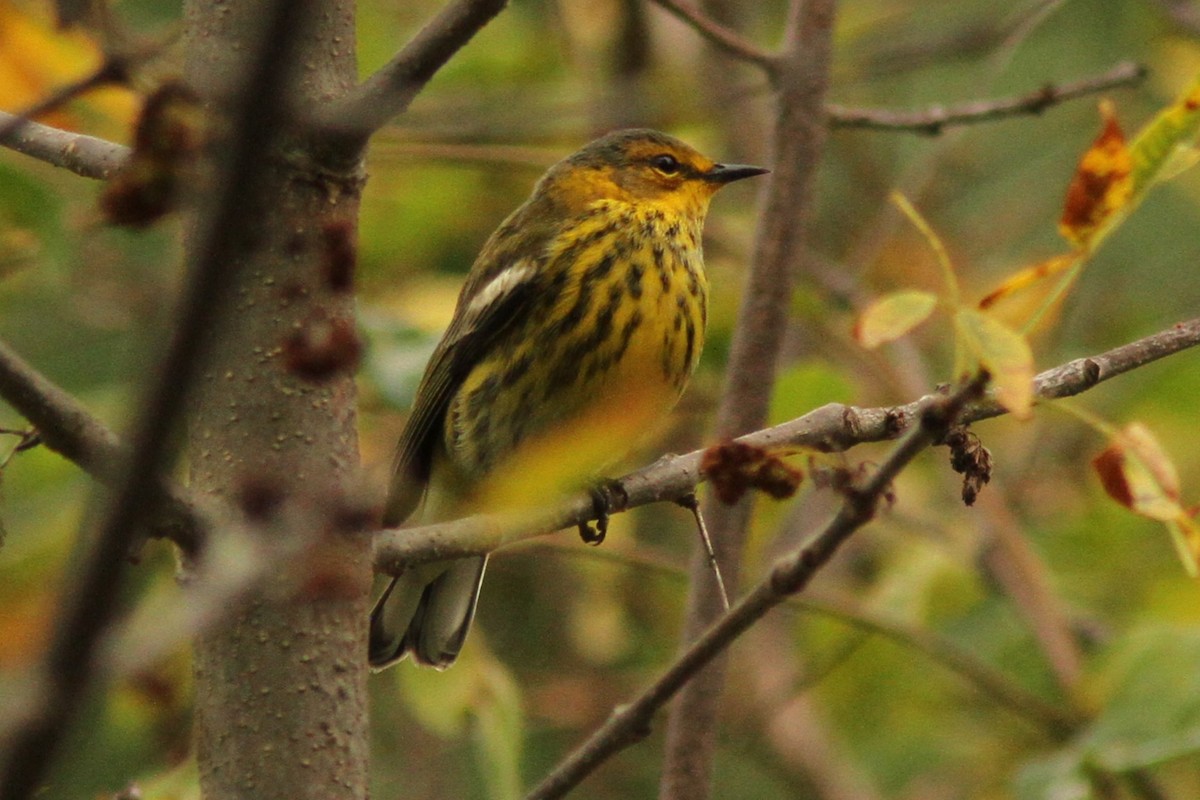 Cape May Warbler - ML642220387
