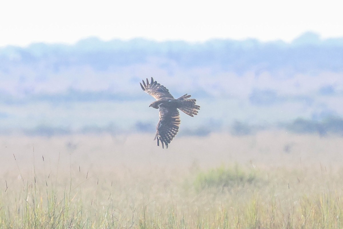African Marsh Harrier - ML642220398