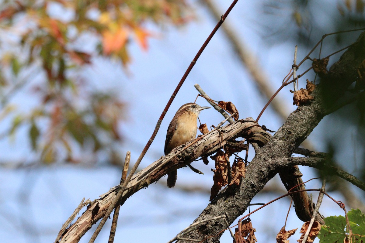 Carolina Wren - ML642220399