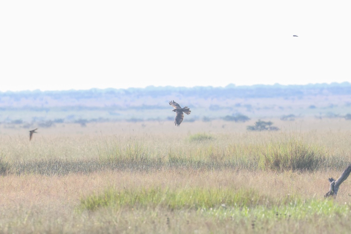 African Marsh Harrier - ML642220400