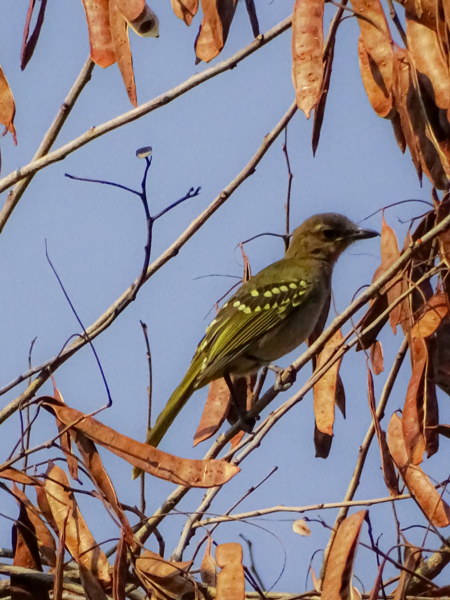 Eastern Nicator - ML642220401