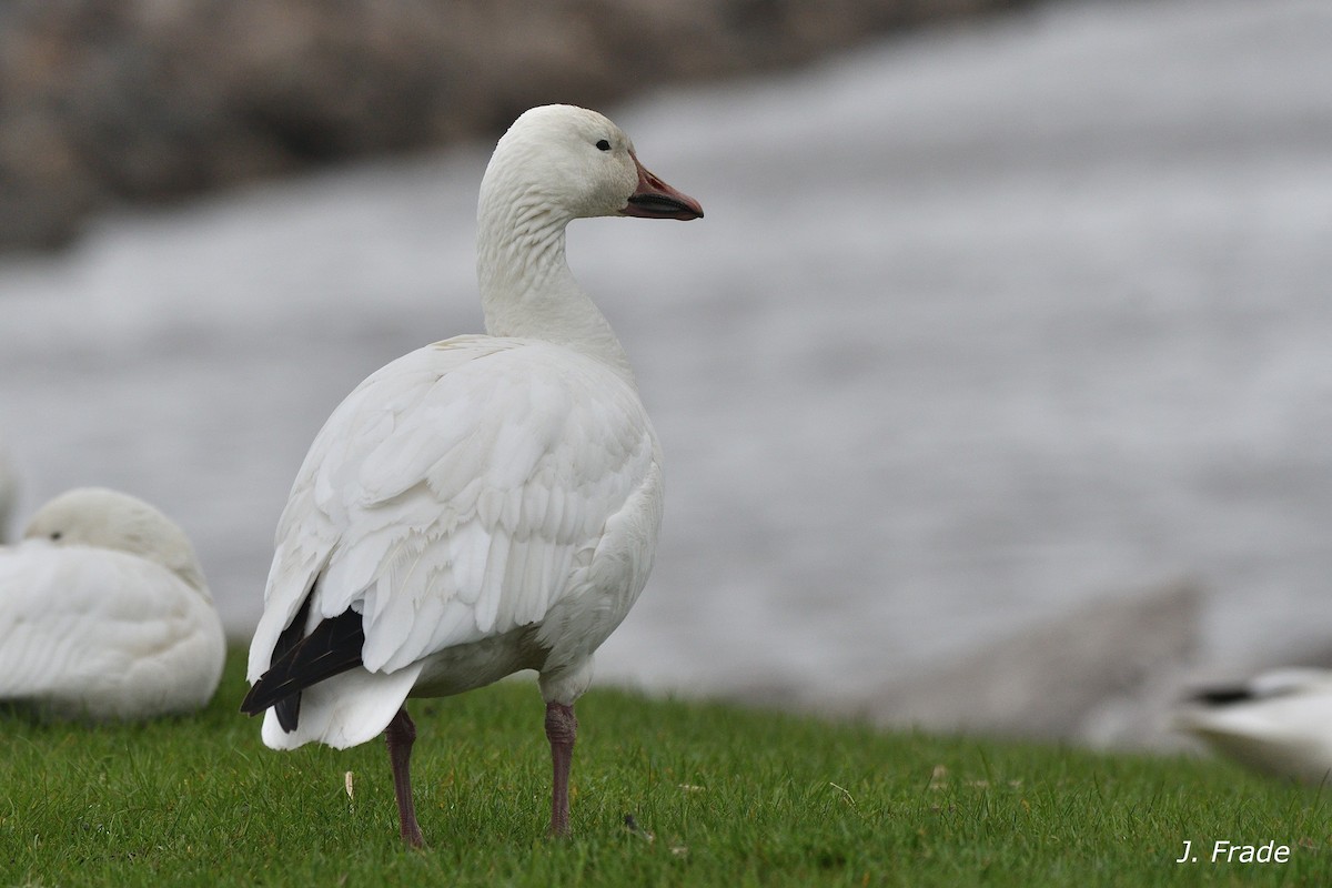 Snow Goose - ML642220404