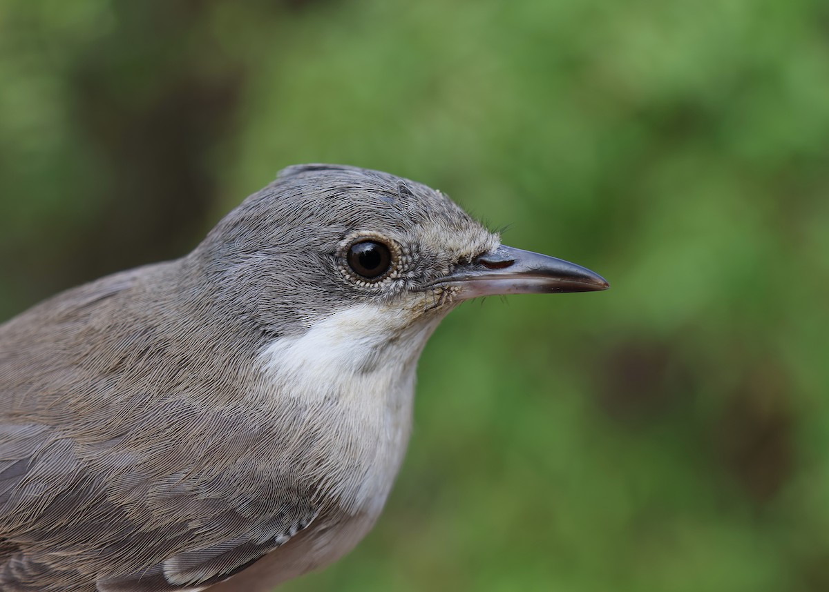 Eastern Orphean Warbler - ML642220407