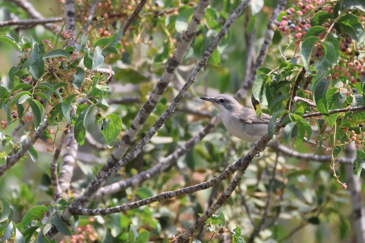 Eastern Orphean Warbler - ML642220408