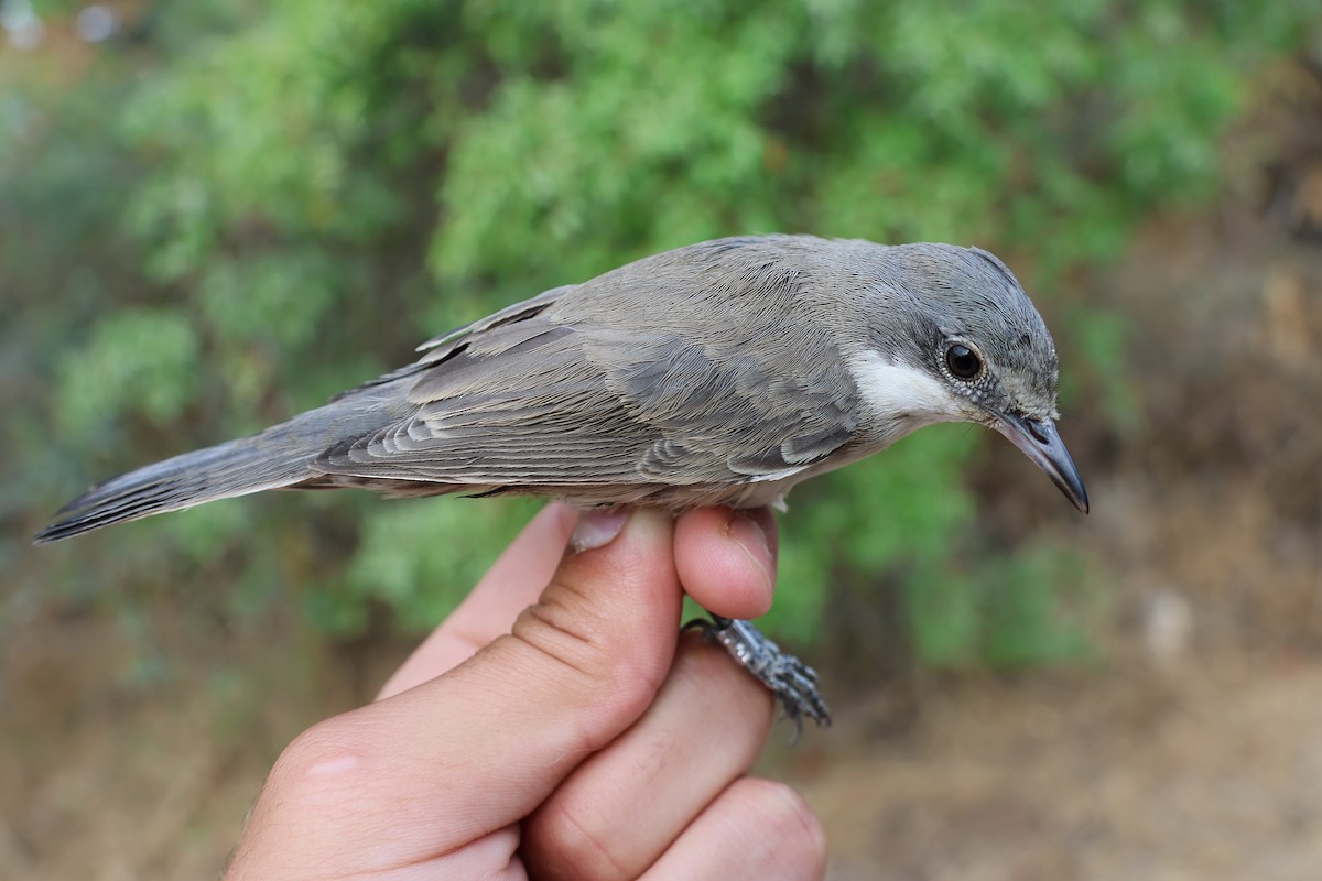 Eastern Orphean Warbler - ML642220409