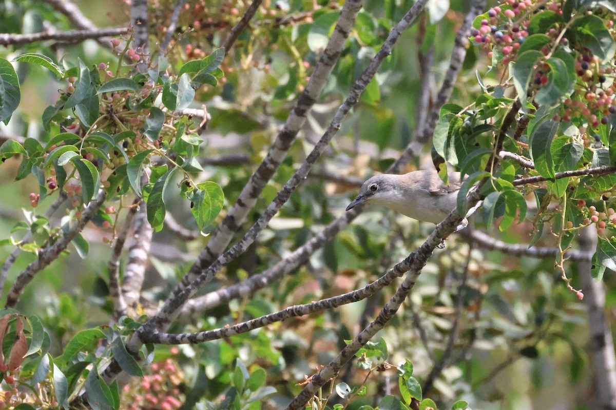 Eastern Orphean Warbler - ML642220411