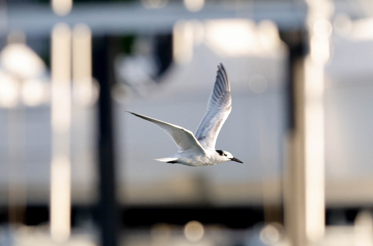 Forster's Tern - ML642220418
