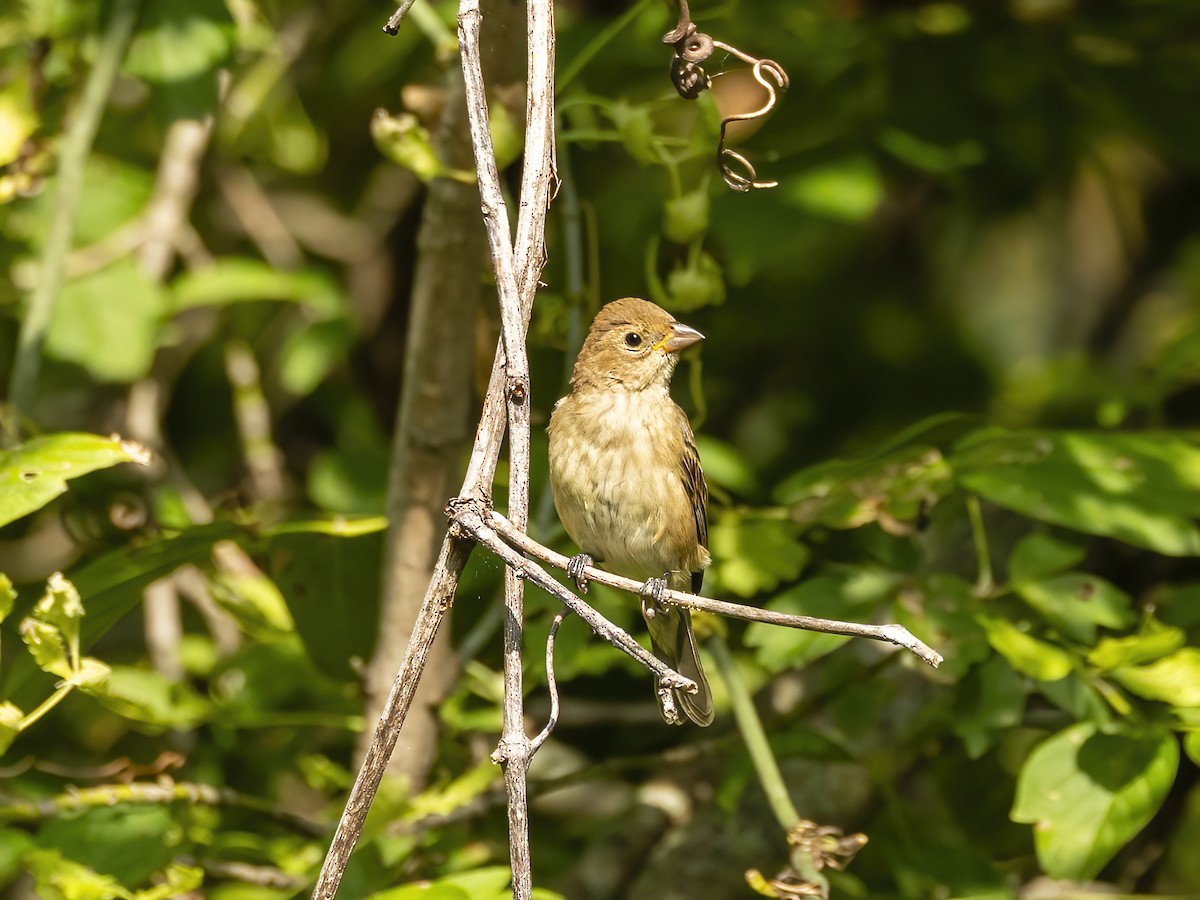 Indigo Bunting - ML642220420