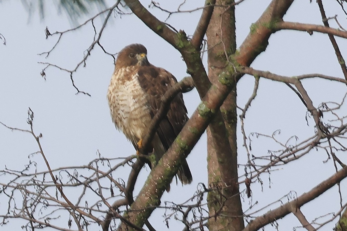 Broad-winged Hawk - ML642220507