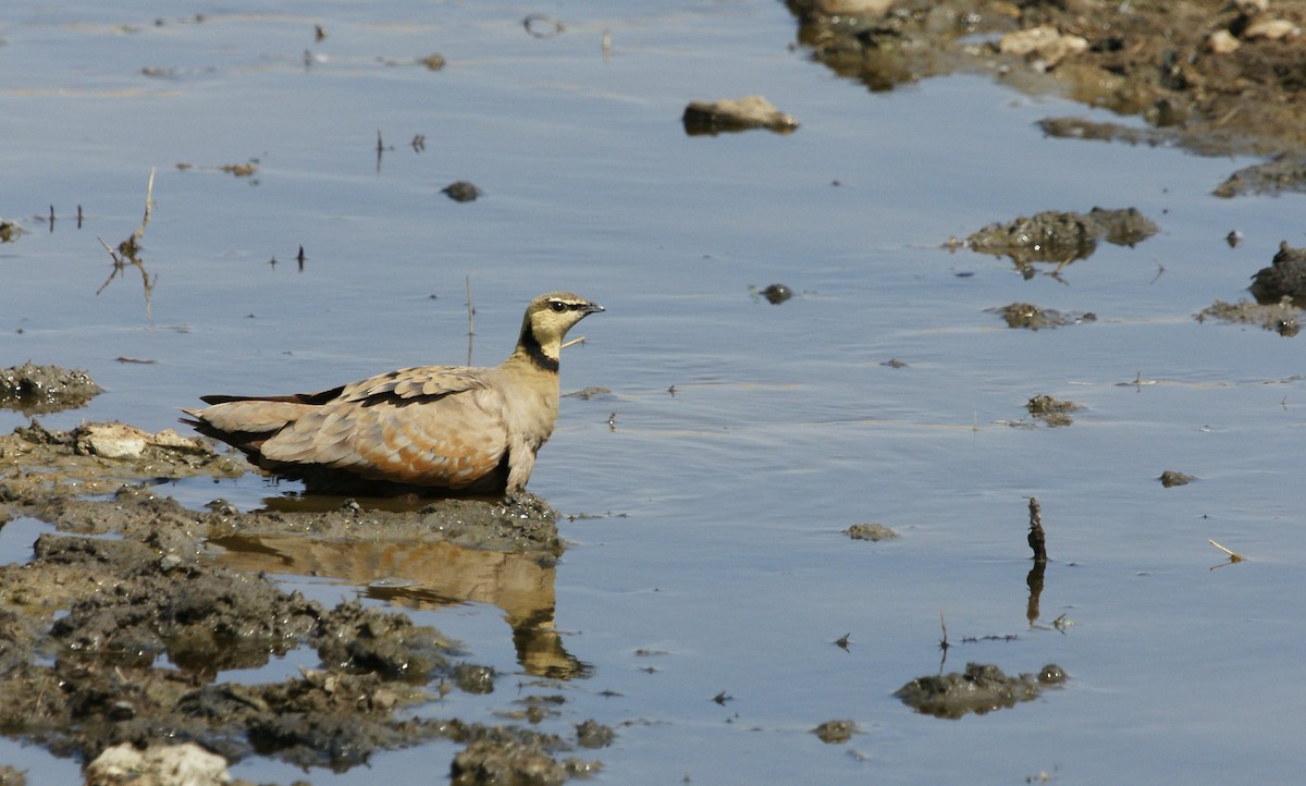 Yellow-throated Sandgrouse - ML642220512