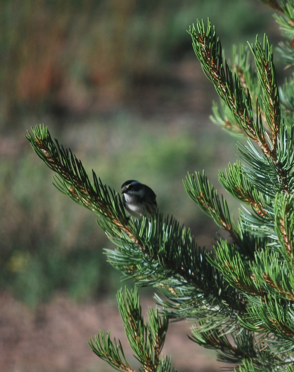 Black-throated Gray Warbler - ML642220533