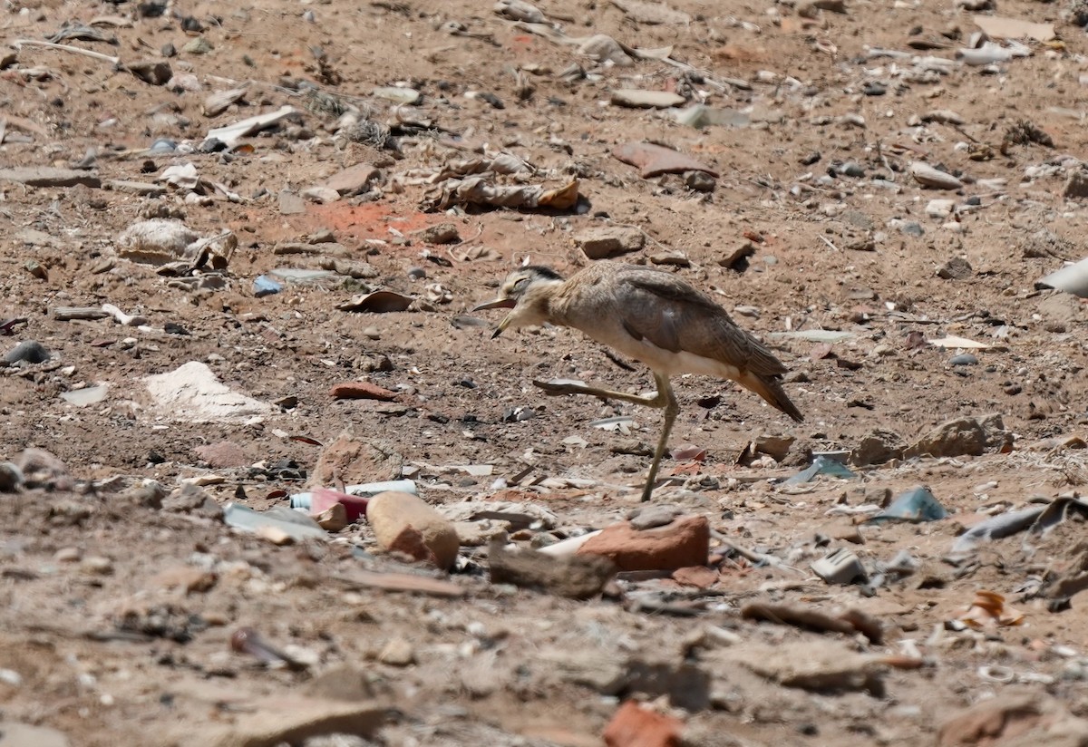 Peruvian Thick-knee - ML642220541