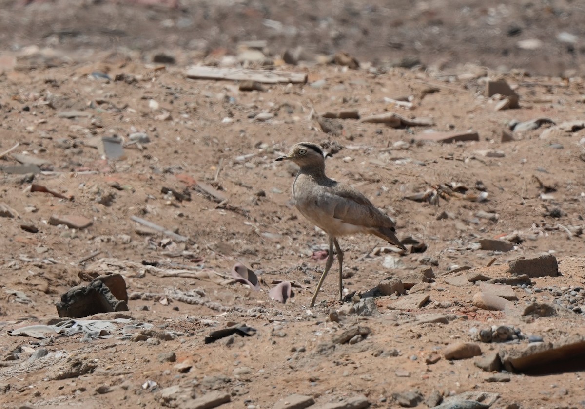 Peruvian Thick-knee - ML642220542