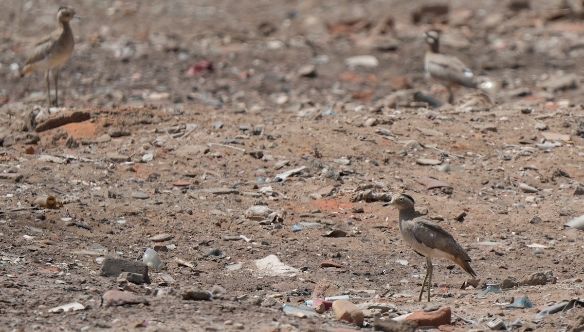 Peruvian Thick-knee - ML642220543