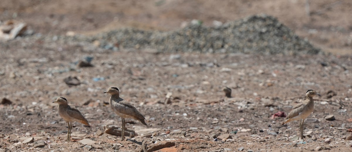 Peruvian Thick-knee - ML642220544