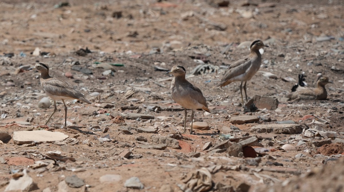 Peruvian Thick-knee - ML642220545