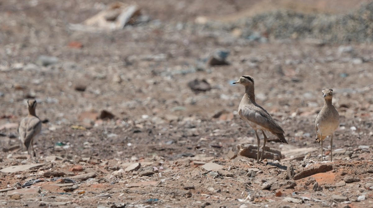 Peruvian Thick-knee - ML642220546