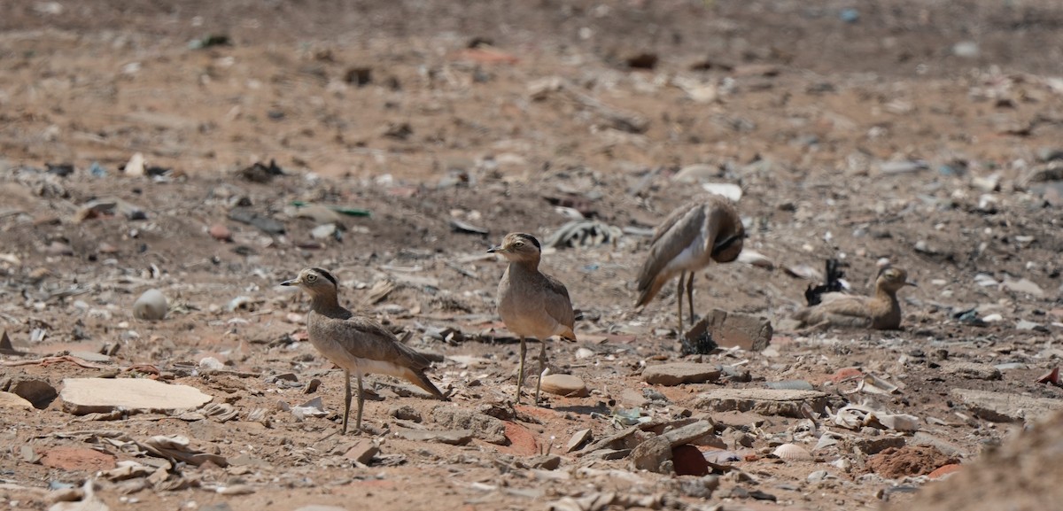Peruvian Thick-knee - ML642220547