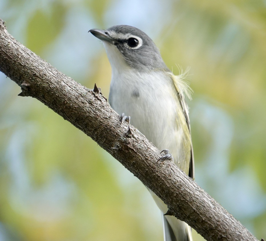 Blue-headed Vireo - ML642220551