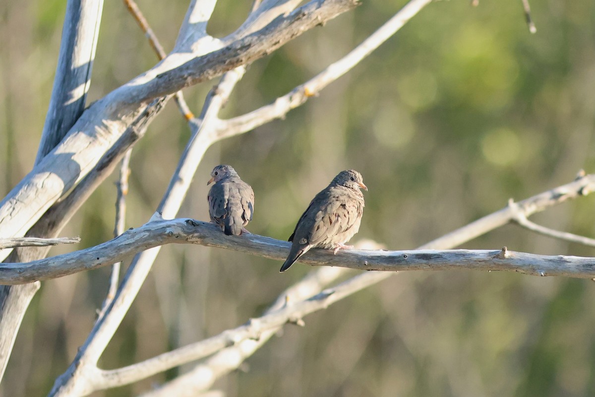 Common Ground Dove - ML642220553