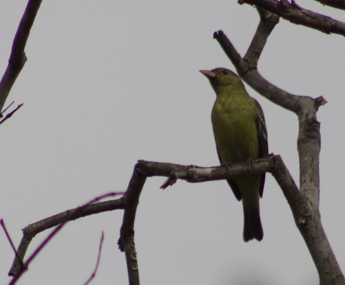 Western Tanager - ML642220555